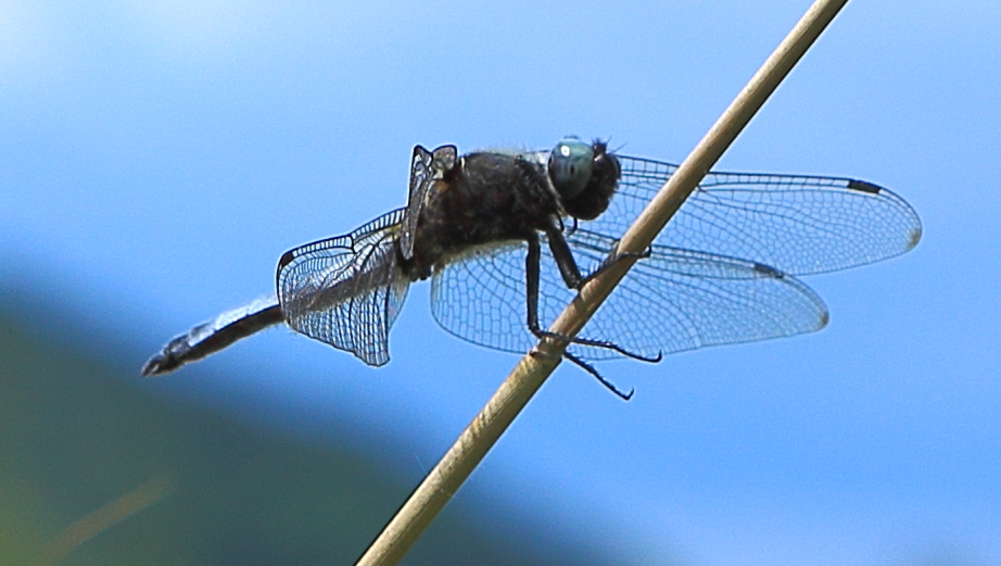 libellula_fulva